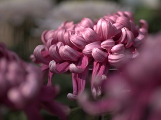 ガーネット色の菊.jpg