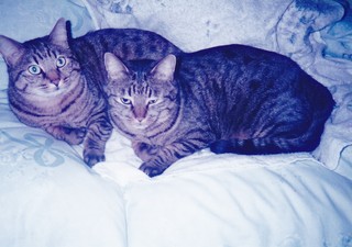 武者さん 猫二匹.jpg