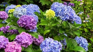 紫陽花の群生.jpg